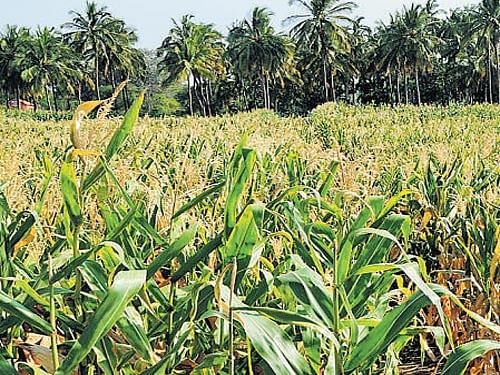 Agriculture growth has dropped from a high of 9.4 per cent in 2013-14 to 4.5 per cent in 2014-15, according to the Economic Survey.
