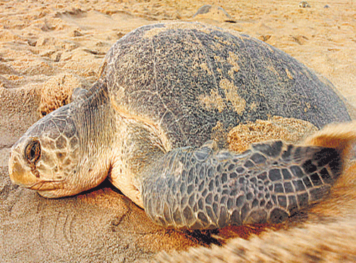 An olive ridley turtle drags sand to cover its nest after laying eggs at the Rushikulya river mouth beach in Ganjam. AP photo