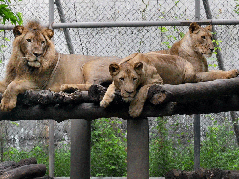 Following the attack on an animal keeper by caged lions at the Bannerghatta Biological Park, the zoo authorities and animal keepers had a meeting with Zoo Authority of Karnataka (ZAK) officials on Wednesday.  PTI file photo