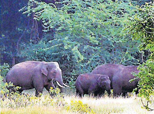 Two wild elephants attacked a farmer who was watering tomato plants and trampled him to death on the outskirts of Byadarahalli village in the taluk on Thursday morning. DH File Photo.