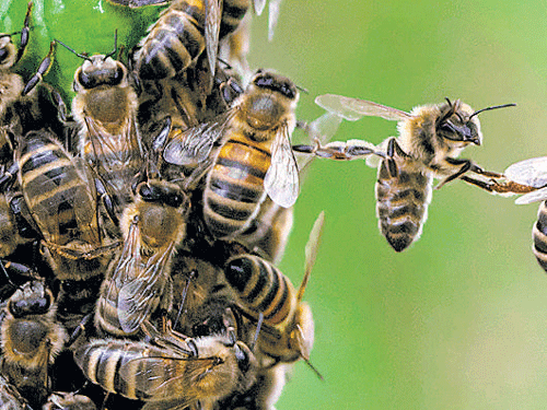 Now cleared for landing at airports: Bees