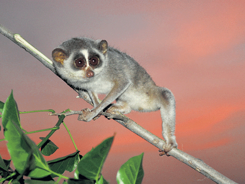 ASHY CREATURE Slender lorises are arboreal, nocturnal and feed on flowers, leaves and slugs. PHOTO BY B V GUNDAPPA