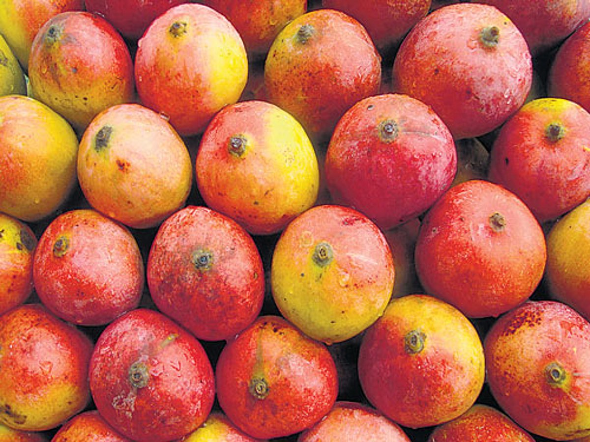 King of fruits hits markets early