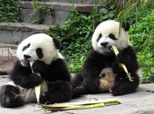 Giant pandas eat bamboo at the Bifengxia Base of China Conservation and Research Centre. AFP file photo