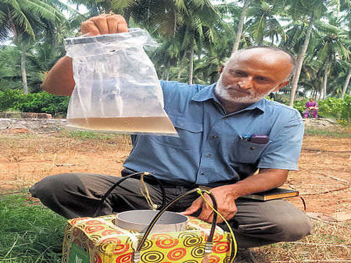 Prof K B Hebbar, of the Central Plantation Crop Research Institute (CPCRI), Kasargod, Kerala, shows an ice box (which is placed on top of coconut tree to collect sap) and a polythene cover containing Neera. The packaged bottles of Neera, the natural health drink, being promoted by the CPCRI. DH PHOTOS