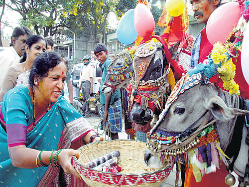 holy cow: Like all nationalisms, the Indian variety has its icons, and the cow features prominently in this pantheon. Ancient religious symbols like Kamadhenu, a heavenly cow often portrayed with a woman's face, are routinely put to political use. dh photo