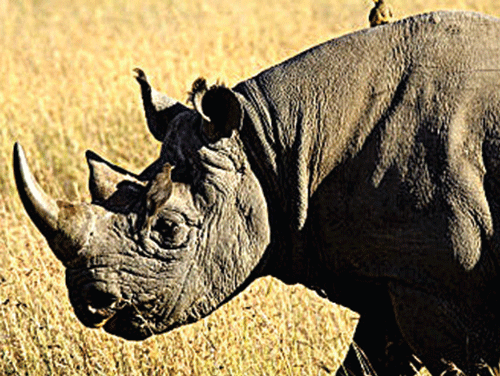 One-horned rhino numbers rise to 2,401