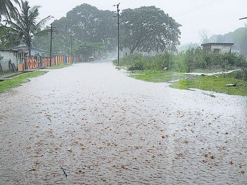 welcome coolant There was freshness in the air following rain in Dandeli of Uttara Kannada district on Tuesday afternoon. DH photo