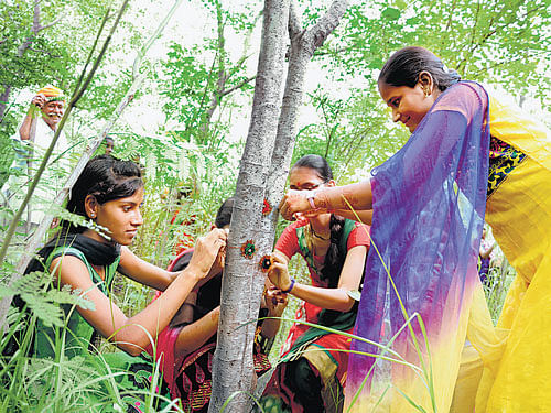 (Clockwise) Girls tie bands to trees planted to mark their birth in Piplantri village in Rajasthan. Growing green cover in Piplantri. Girls on their way to offer worship to saplings.