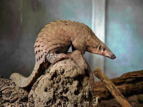 hreatened Pangolin meat is  considered a delicacy in parts of  China, where it is believed to  nourish the kidneys.