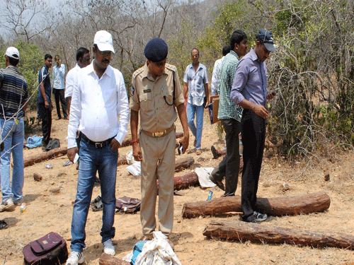 Red sanders or red sandalwood is a protected species of tree grown in at least four districts of Andhra Pradesh. The trees are in short supply and fetch thousands of dollars on the international black market. PTI File Photo.