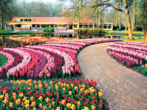 Nature's best The beautiful tulip garden in Keukenhof, Holland.
