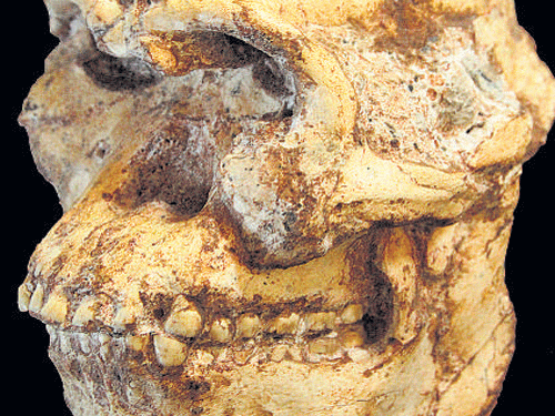 Hominid species may have co-existed
