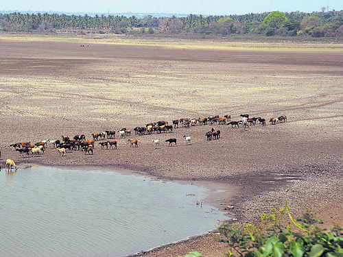 Districts such as Kolar and Chikkaballapur, which primarily depend on ground water, may face a grave situation in the coming months with absolutely no reprieve from drought conditions. DH File Photo