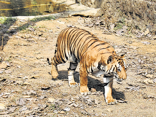 A tiger in the Sanjay Gandhi National Park in Mumbai. Mrityunjay Bose