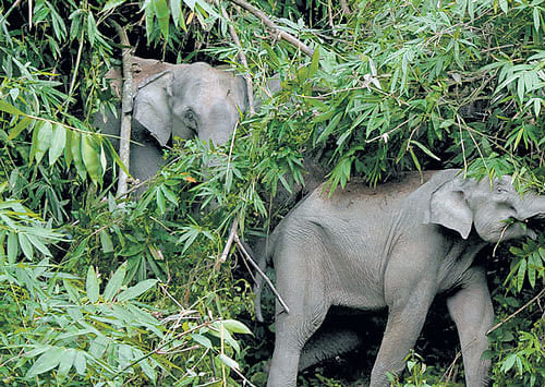 trumpeting troubles Conflict is a major threat to wildlife currently.  photo by rohan mukherjee
