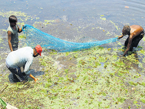 Workers cleaning Gujjarakere lake on Sunday.