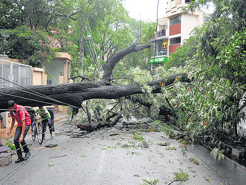 A huge tree that was uprooted snapped electricity wires on Lavelle Road. DH photo