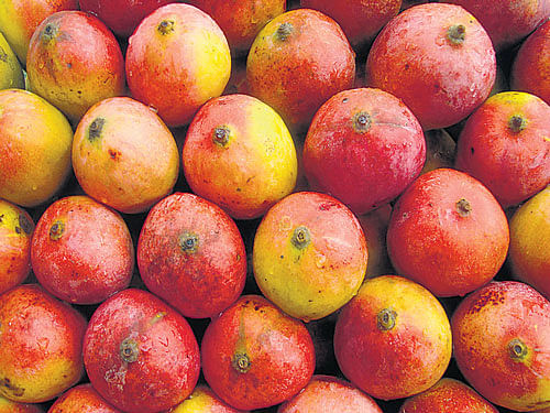 Mango production falls, prices rise