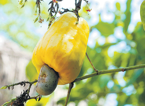 a cashew apple. Photo by the author
