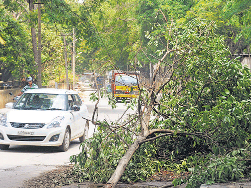 HINDRANCE Fallen branches on Lower AgaramRoad near Victoria Layout