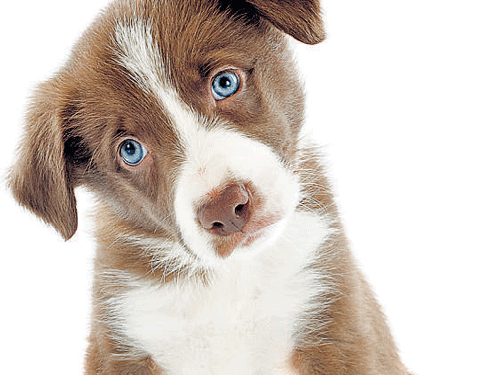 Fell for those puppy eyes? Here's why...