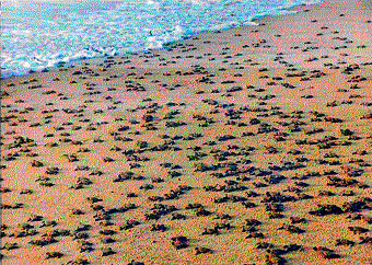 Olive Ridley hatchlings head for the sea for the first time in Odisha.
