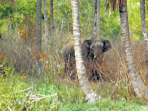 Elephant. DH File photo for representation.