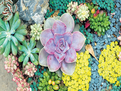 EASY&#8200;GREENS Succulent plants demand very little attention.
