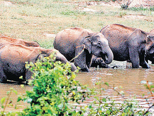 The State Cabinet has urged the Centre to declare ESZs around 31 protected areas.