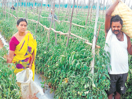 The tomato fields that farmer A Nagaraj tends to in Pura village of Malur taluk. Tomatoes are readied for transport in gunny bags. DH photos