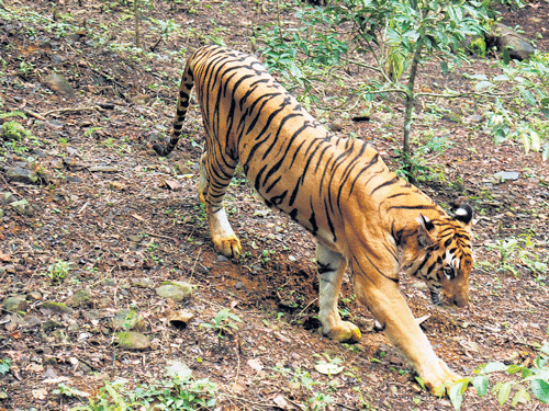 a home of its own A tiger in Bondla Wildlife Sanctuary, Goa. photo by silvestre estibeiro