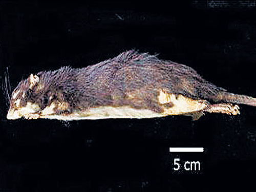 Caribbean super-rat history extracted from DNA