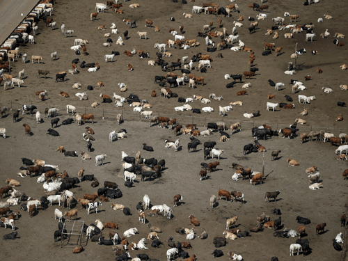 Cows. Reuters File Photo.