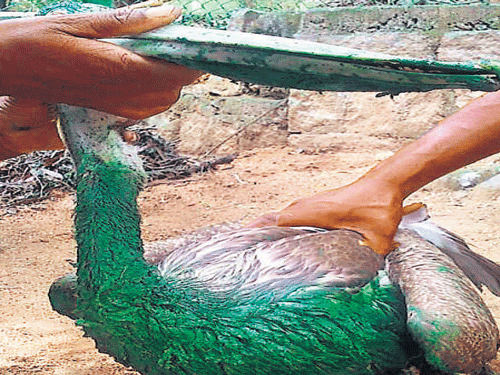 One of the birds that was streaked green during renovation work at the BBP. DH file photo