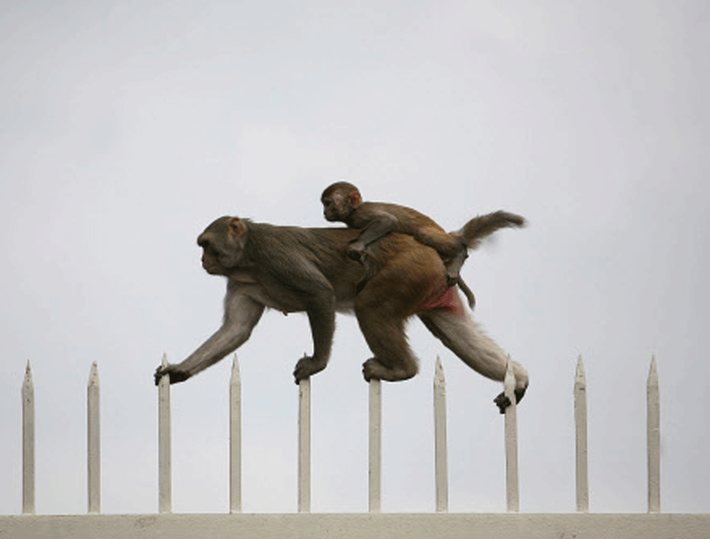 Monkey. Reuters File Photo.