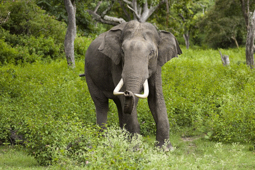 Elephant. File Photo for representation.