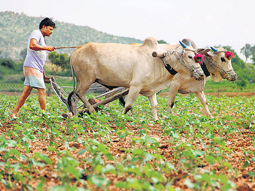 High growth ideas from India's lowly farmsteads