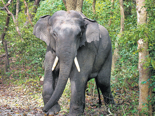 The study is now being compared by researchers globally  to assess similar behaviour of pachyderms in their regions. DH FILE PHOTO