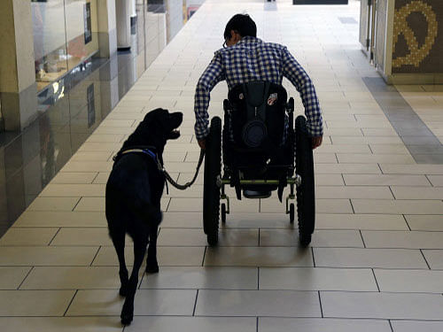 Wallis Brozman is aided by her service dog, Caspin, while going through a shopping mall in Santa Rosa, Calif. Dogs may have been domesticated much earlier than thought, finds an interesting study, adding that their special relationship to humans may go back 27,000 to 40,000 years. AP photo. For representation purpose