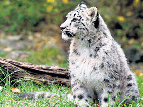 WILDENDEAVOURSustaining the snow leopard population in Pakistan will require amassive effort of the international community at a landscape level.