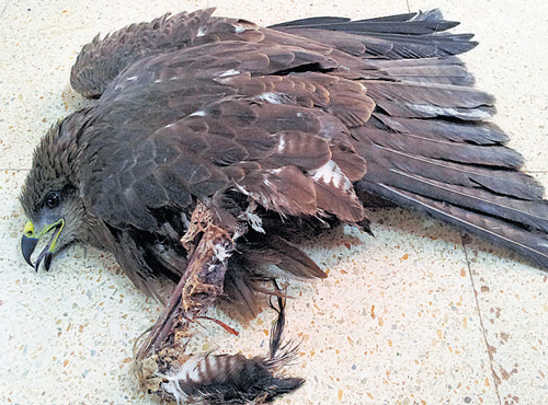 FATAL Chinese Manja, the string used in flying kites, have been injuring and killing birds. DH FILE PHOTO