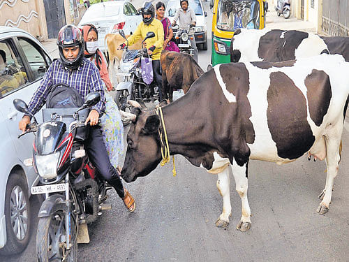 The civic agency has not been able to tackle the menace of stray cattle on roads, despite  initiating several measures. DH&#8200;PHOTO