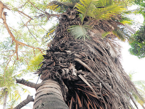 The non-fruiting, non-frond shedding coconut tree. DH photo