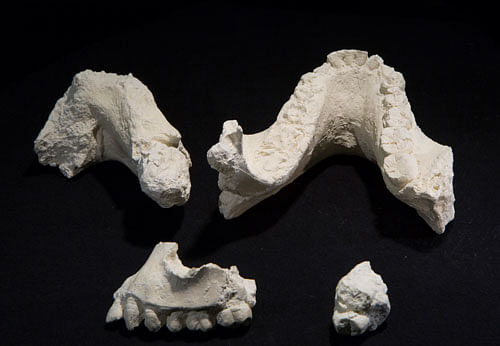 An undated photo provided by the Cleveland Museum of Natural History shows casts of fossil jaw fragments and teeth of 'Australopithecus deyiremeda'. AP photo