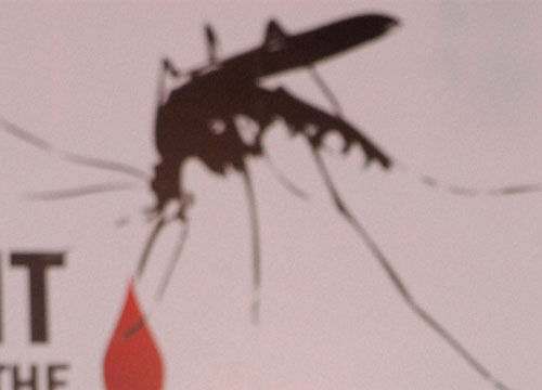 As many as 450 cases have been reported in Karnataka so far. Statistics collated by the Department of Health and Family Welfare reveal that there has been a sudden rise in the number of dengue cases in the past one month. PTI file photo
