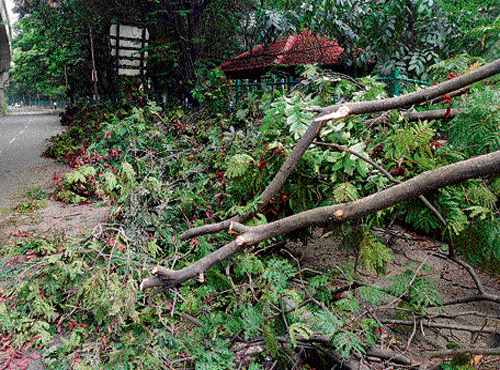 A&#8200;tree branch that fell on the road near West of Chord Road in Vijayanagar on Thursday.   DH Photo