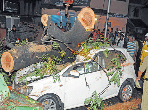 RAIN FURY: Gusty winds brought downa tree on a car onMuseumRoad on Friday. DH photo