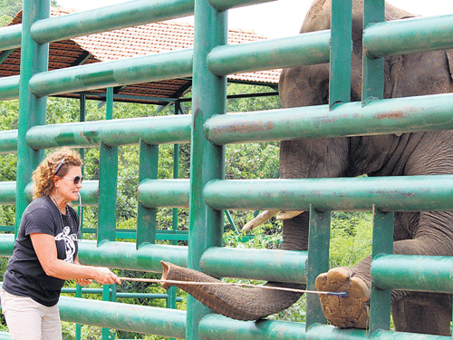 Margaret Whittaker with rescued elephant Sundar at the Bannerghatta Biological Park.  DH Photos