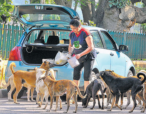 The Horticulture department is planning a survey of canine population inside Cubbon Park. DH Photo